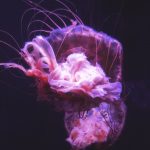 misterul meduzelor gigant