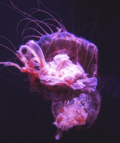 misterul meduzelor gigant